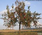 Gli alberi di mele sono un albero da frutto il cui frutto è la mela