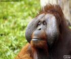 Volto di un orangutan maschio