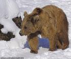 Orso bruno sulla neve