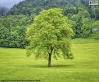 Un albero nel prato