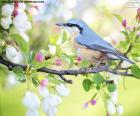 Un bel uccello azzurro cielo in primavera