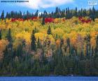 Una fitta foresta con i suoi alberi di vari colori autunnali