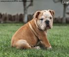 Inglese Bulldog Cucciolo