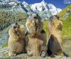 Tre marmotta alpine