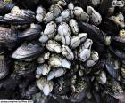 Percebe e cozze