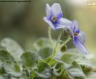 Fiori viola africani