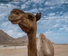 Un cammello nel deserto del Sahara. I cammelli hanno caratteristiche specifiche che permettono loro di adattarsi e sopravvivere in questo ecosistema