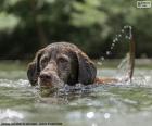 Labrador nell'acqua
