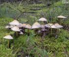 Gruppo funghi
