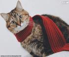 Gatto in sciarpa