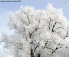 Albero ricoperto di gelo