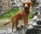 Retriever dalla Nuova Scozia