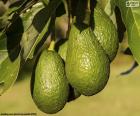 Deliziosi avocado pronti per essere raccolti dall'albero