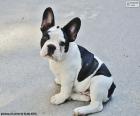 Cucciolo di Bulldog francese