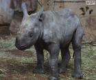 Un allevamento di rinoceronti neri, una specie in via di estinzione a causa del bracconaggio