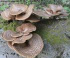 Gruppo di funghi in un tronco d'albero in mezzo alla foresta