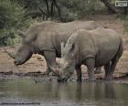 Due grandi rinoceronti bianchi