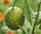 Bella immagine di un limone verde nell'albero, bagnato dalla pioggia