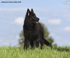 Cucciolo di pastore belga groenendael una razza di cane originaria del Belgio