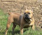 Bulldog francese