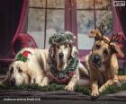 Tre grandi cani di Natale