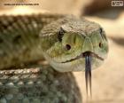 La faccia di un serpente