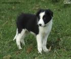 Cucciolo di Border Collie