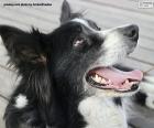 La testa del border collie è piuttosto quadrata con un cranio largo, di solito ha occhi marroni o azzurri.