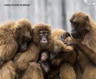 Famiglia di scimmie