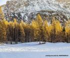 Rompicapo di Foresta, alberi e inverno