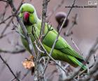 Rompicapo di Pappagallo verde