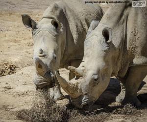 Rompicapo di Rhino mangiare