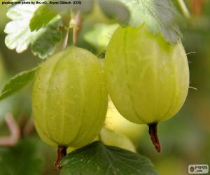 Rompicapo di Ribes bianco