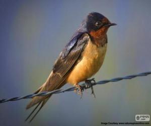 Rompicapo di Rondine comune, un piccolo uccello migratore