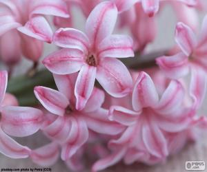 Rompicapo di Rose dei fiori del giacinto