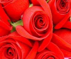 Rompicapo di Rose rosse aperte