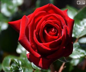 Rompicapo di Rose rosse di San Valentino