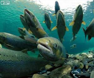 Rompicapo di Salmone nel fiume