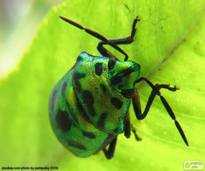 Rompicapo di Scarabeo verde