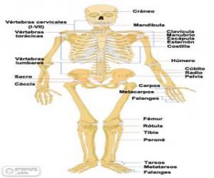 Rompicapo di Scheletro umano. Le ossa del corpo umano (spagnolo)