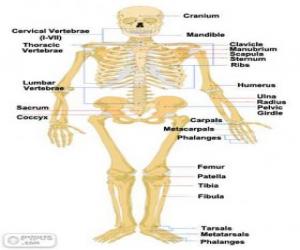 Rompicapo di Scheletro umano. Le ossa del corpo umano (in inglese)