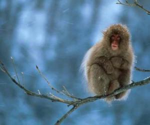 Rompicapo di Scimmia che si siede su un ramo di un albero