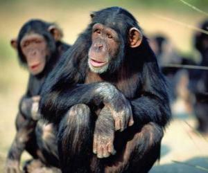 Rompicapo di Scimpanzé seduto sul pavimento