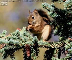 Rompicapo di Scoiattolo rosso su un albero