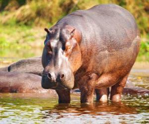 Rompicapo di Selvaggio ippopotamo