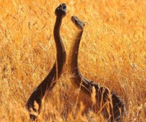 Rompicapo di Serpenti nel campo