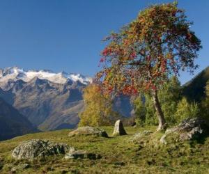 Rompicapo di Sorbus torminalis