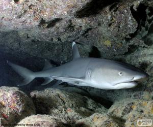 Rompicapo di Squalo pinna bianca del reef