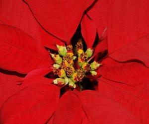 Rompicapo di Stella di Natale - Poinsettia