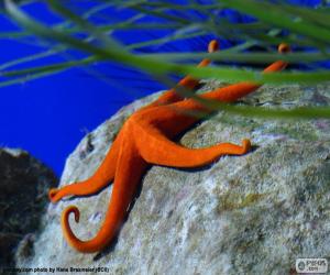 Rompicapo di Stelle marine arancioni